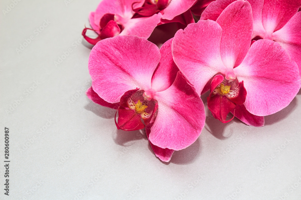Fototapeta premium Pink Orchid (phalaenopsis) brench on a silver or grey paper background. Beautiful indoor flowers close-up. Gift.