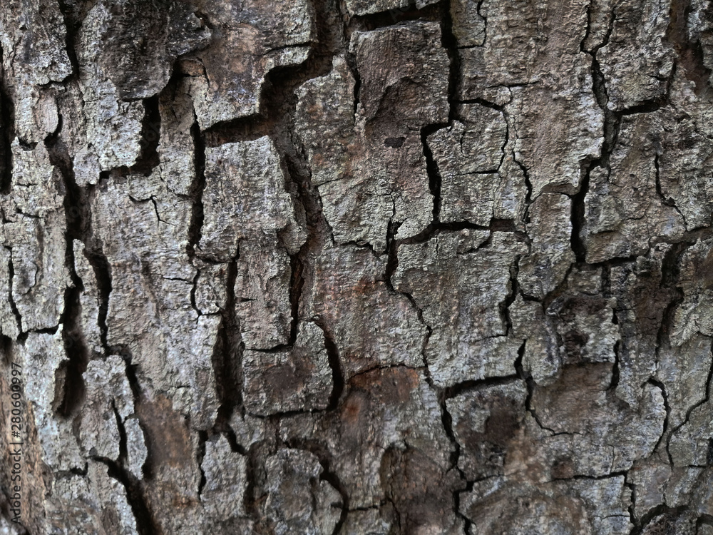 Bark tree texture close up photo with tree skin cracks Bark tree texture close up photo with tree skin cracks