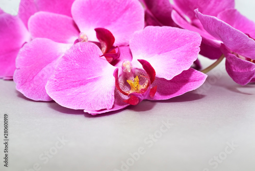 Pink Orchid (phalaenopsis) brench on a silver or grey paper background. Beautiful indoor flowers close-up. Gift.
