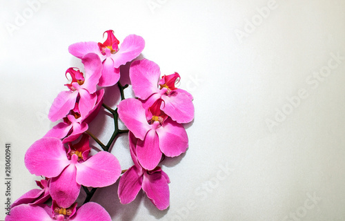 Pink Orchid (phalaenopsis) brench on a silver or grey paper background. Beautiful indoor flowers close-up. Gift.