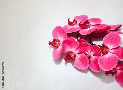 Pink Orchid (phalaenopsis) brench on a silver or grey paper background. Beautiful indoor flowers close-up. Gift.