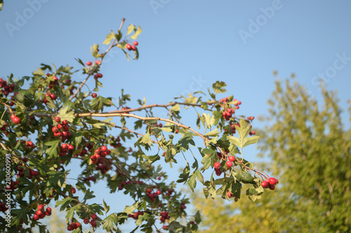 berries of barberry on background of blue sky
