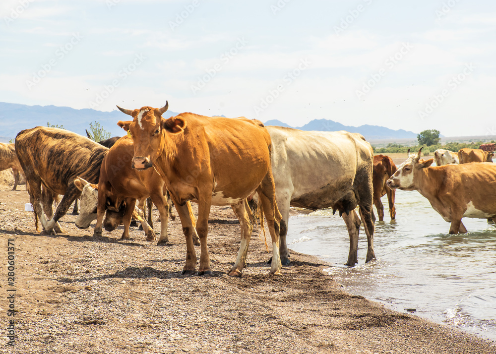 .A herd of cows came to drink. Drought on pasture. A bull protects cows at a watering place. Animals drink water from the lake. .A herd of cows came to drink. Drought on pasture. A bull protects cows at a watering place. Animals drink water from the lake.