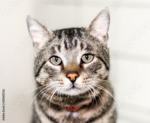 Fototapeta Naklejka Na Ścianę i Meble -  closeup portrait of a gray cat