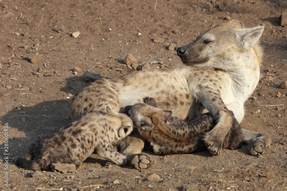 Tüpfelhyäne / Spotted Hyaena / Crocuta crocuta. Tüpfelhyäne / Spotted Hyaena / Crocuta crocuta.