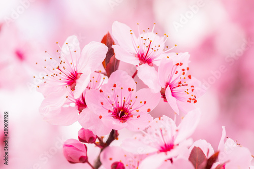 Sakura cherry blossom flower tree spring