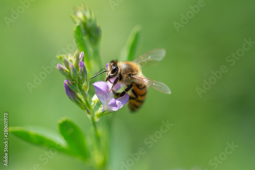 Honey bee pollinates alfalfa flower on natural background