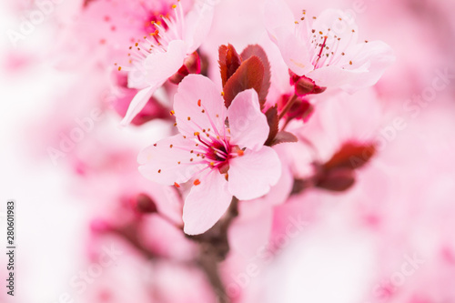 Sakura cherry blossom flowe...