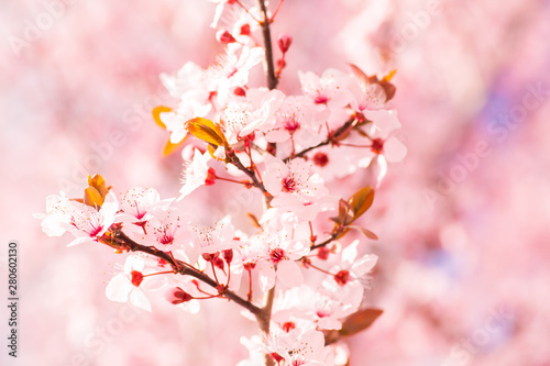 Sakura cherry blossom flower tree spring