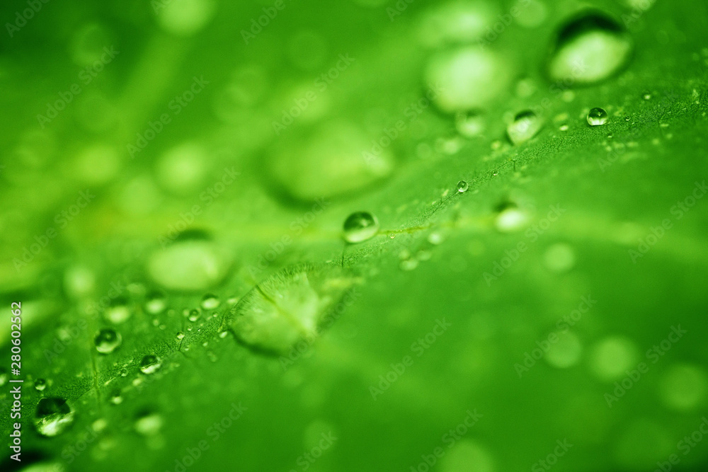 Drops of transparent rain water on a green leaf close up. Beautiful nature background.