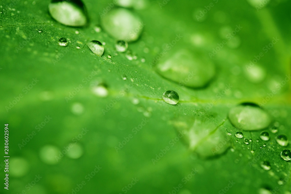 Drops of transparent rain water on a green leaf close up. Beautiful nature background. Drops of transparent rain water on a green leaf close up. Beautiful nature background.