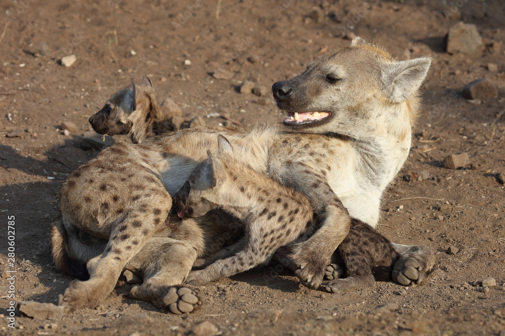 Fototapeta premium Tüpfelhyäne / Spotted Hyaena / Crocuta crocuta.