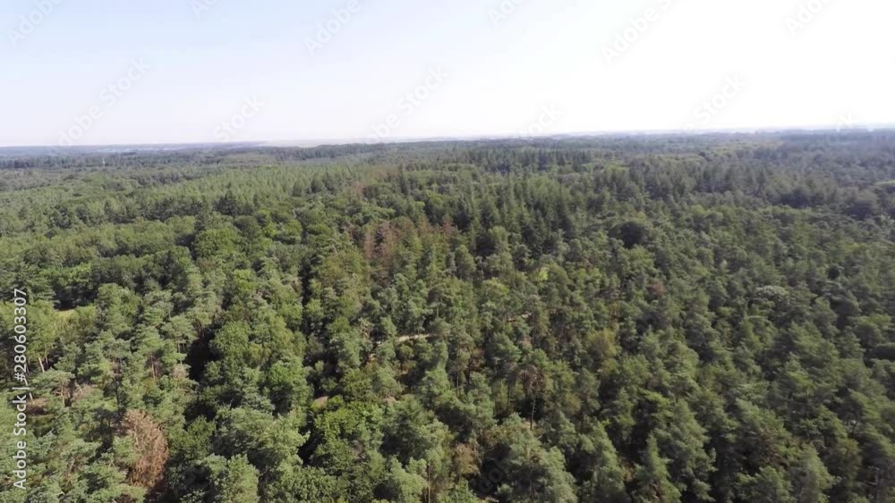Aerial shot of forest in summer Aerial shot of forest in summer