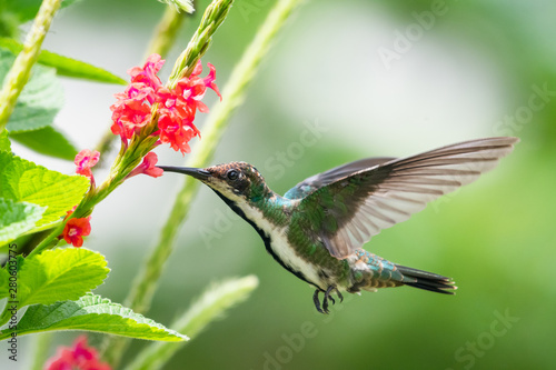 A female Black-throated Mango feeds on Vervein flowers in a tropical garden. © Chelsea Sampson