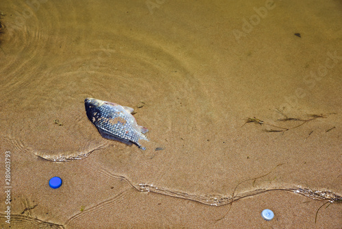 A dead fish and plastic covers in a beach inside water. This image could be useful for environmental concepts.