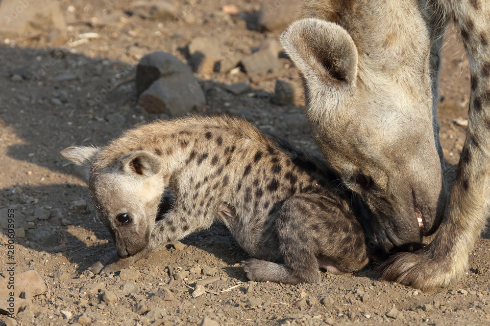 Tüpfelhyäne / Spotted Hyaena / Crocuta crocuta. Tüpfelhyäne / Spotted Hyaena / Crocuta crocuta.