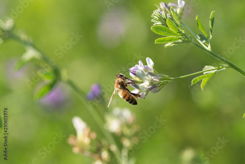 Bild auf Leinwand Honey bee pollinates alfalfa flower on natural background