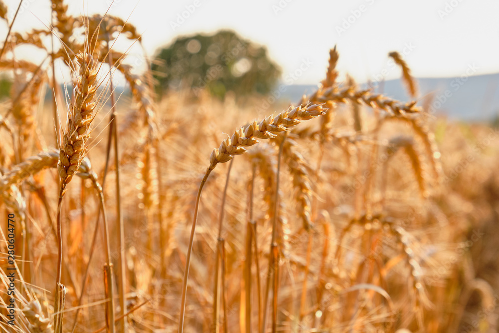 Closeup of a golden cornfield with wheat in Germany in July Closeup of a golden cornfield with wheat in Germany in July
