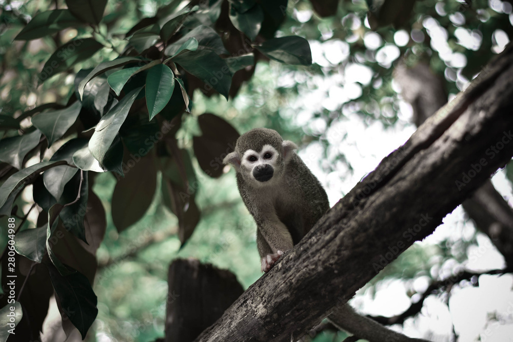 Fototapeta premium little monkey on tree 