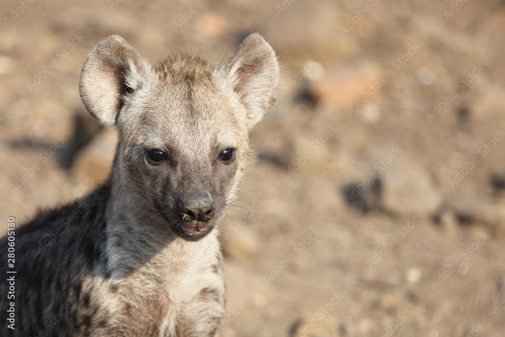 Tüpfelhyäne / Spotted Hyaena / Crocuta crocuta. Tüpfelhyäne / Spotted Hyaena / Crocuta crocuta.