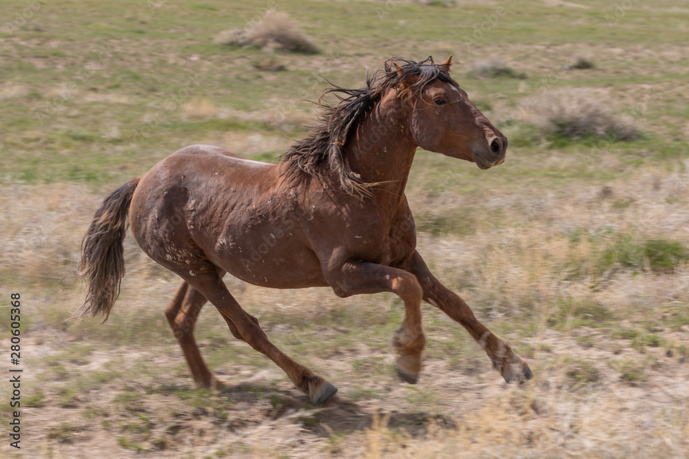 Fototapeta premium Wild Horse in the Utah Desert in Summer