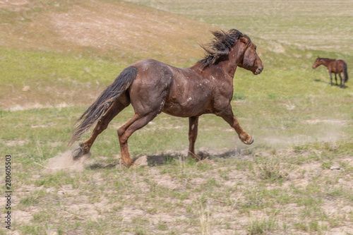 Wild Horse in the Utah Desert in Summer