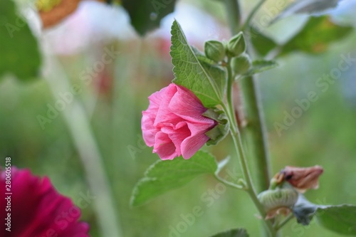 pink flower in the garden
