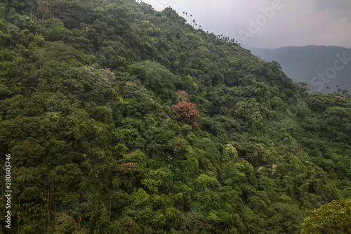 View of forest and mountain in national park in taiwan