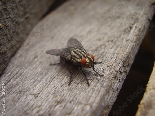 a fly on a wooden Board