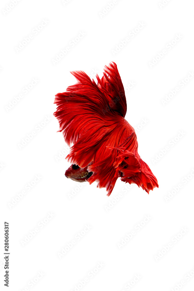 red color of Siamese fighting fish betta Thailand fish movement on white background red color of Siamese fighting fish betta Thailand fish movement on white background