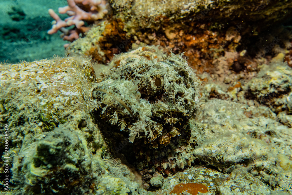 Coral reefs and water plants in the Red Sea, Eilat Israel Coral reefs and water plants in the Red Sea, Eilat Israel