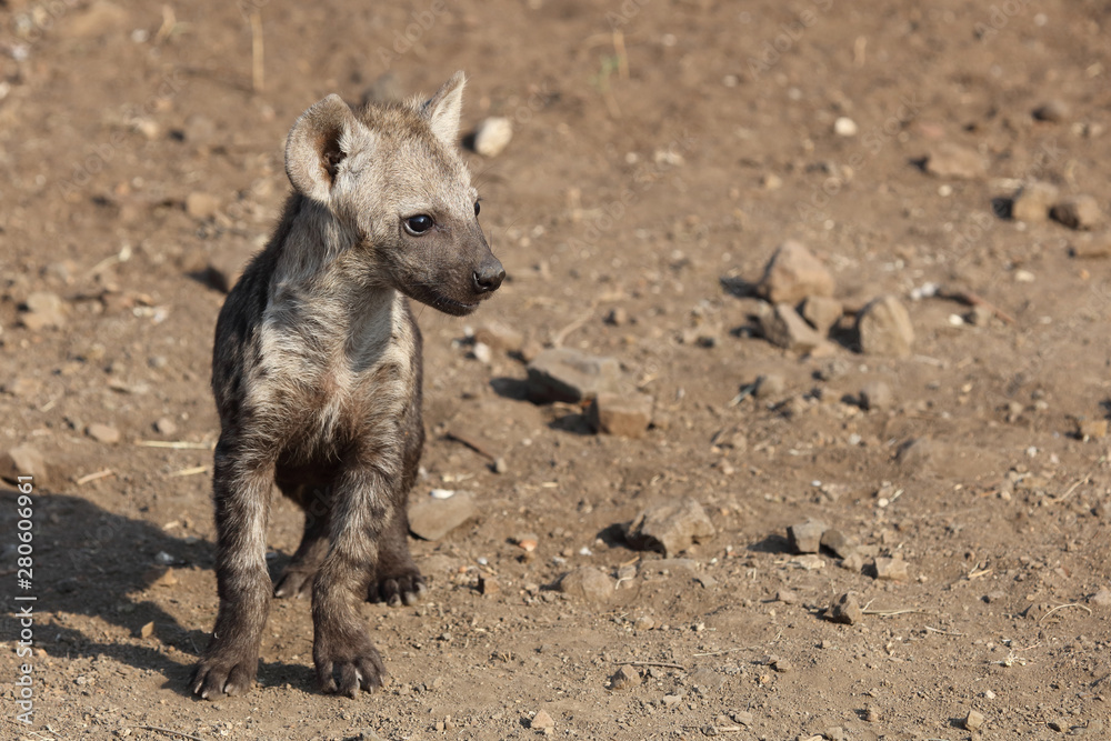 Tüpfelhyäne / Spotted Hyaena / Crocuta crocuta. Tüpfelhyäne / Spotted Hyaena / Crocuta crocuta.