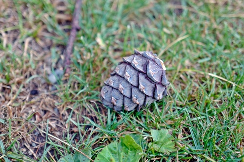 cones from the swiss stone pine on the forest floor