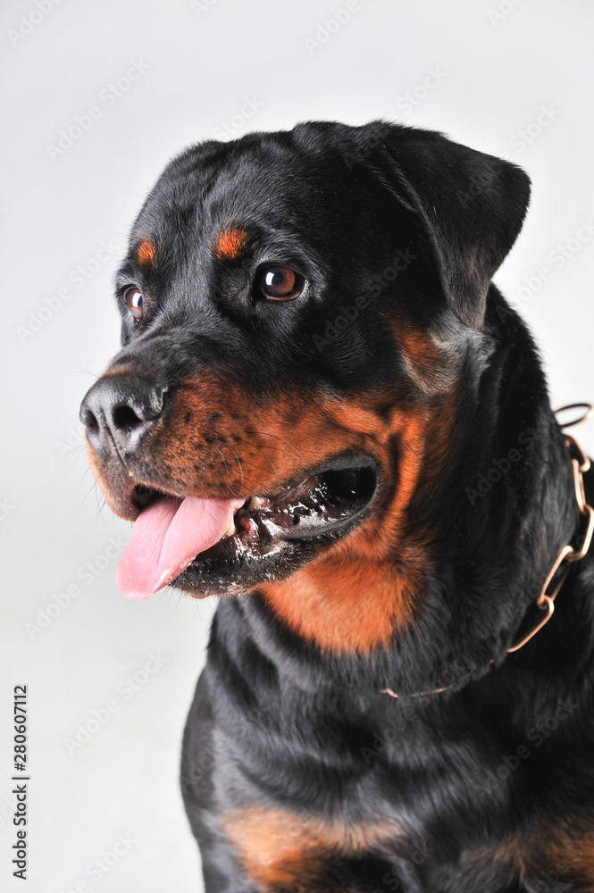 portrait of a rottweiler isolated on white background portrait of a rottweiler isolated on white background