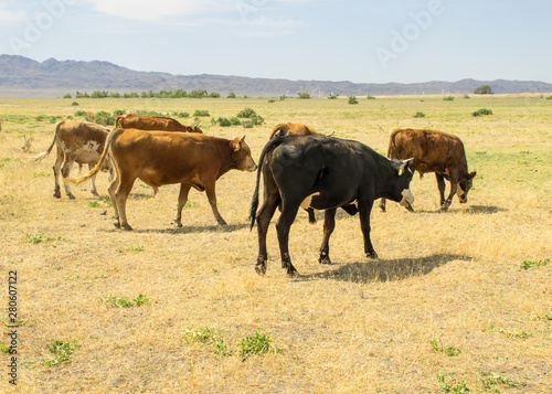 .A herd of cows grazing in the meadow in the open air. Pastures for animals. Cows eat grass. Angry bull guards cows.