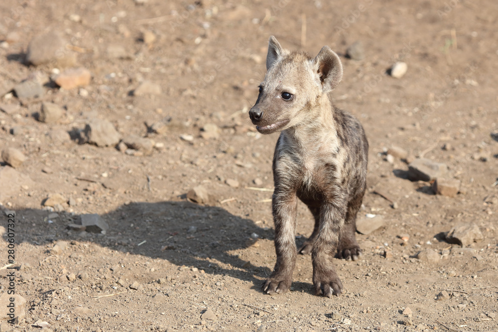 Tüpfelhyäne / Spotted Hyaena / Crocuta crocuta. Tüpfelhyäne / Spotted Hyaena / Crocuta crocuta.