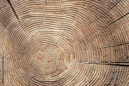 Tree ring texture 