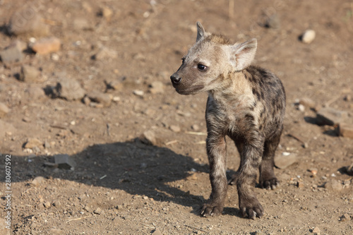 Tüpfelhyäne / Spotted Hyaena / Crocuta crocuta.