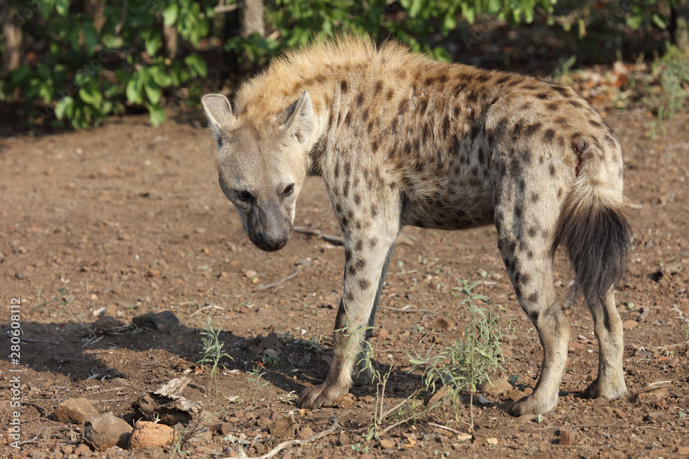 Tüpfelhyäne / Spotted hyaena / Crocuta crocuta Tüpfelhyäne / Spotted hyaena / Crocuta crocuta