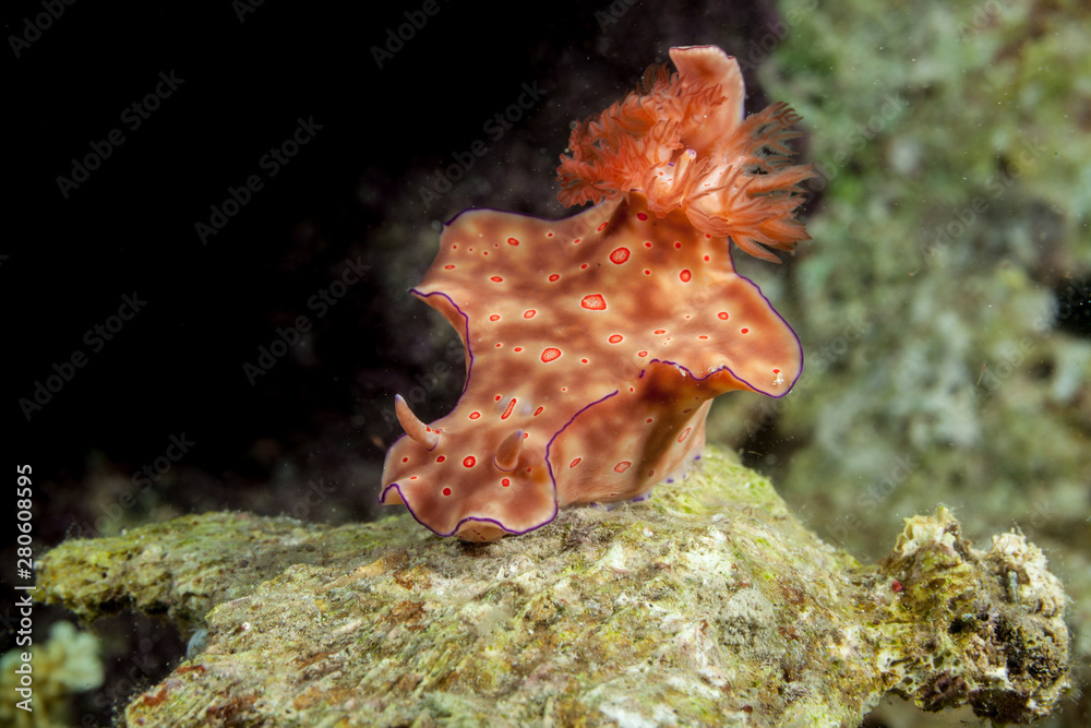 Ceratosoma trilobatum is a species of colorful dorid nudibranch, a sea