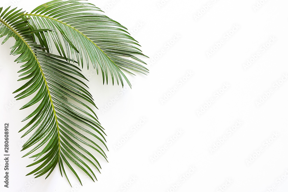 Green tropical palm leaves on white background.  Flat lay, top view.