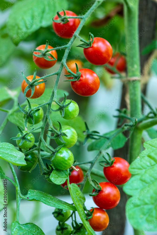 Cherry tomatoes in small organic farm. Bio vegetable concept. Home garden.