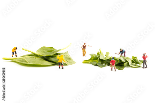 People Working with Food, Miniature people harvesting Spinach/Green Leaves, construction site