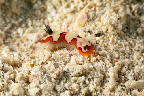 faithful sea slug, Chromodoris fidelis, Goniobranchus fidelis, is a species of colourful sea slug, a dorid nudibranch, a marine gastropod mollusc in the family Chromodorididae photo