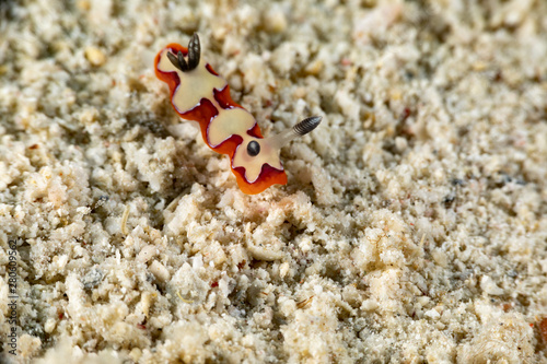 faithful sea slug, Chromodoris fidelis, Goniobranchus fidelis, is a species of colourful sea slug, a dorid nudibranch, a marine gastropod mollusc in the family Chromodorididae photo