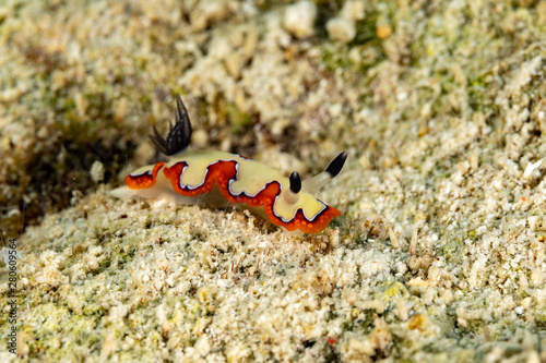 faithful sea slug  Chromodoris fidelis  Goniobranchus fidelis  is a species of colourful sea slug  a dorid nudibranch  a marine gastropod mollusc in the family Chromodorididae