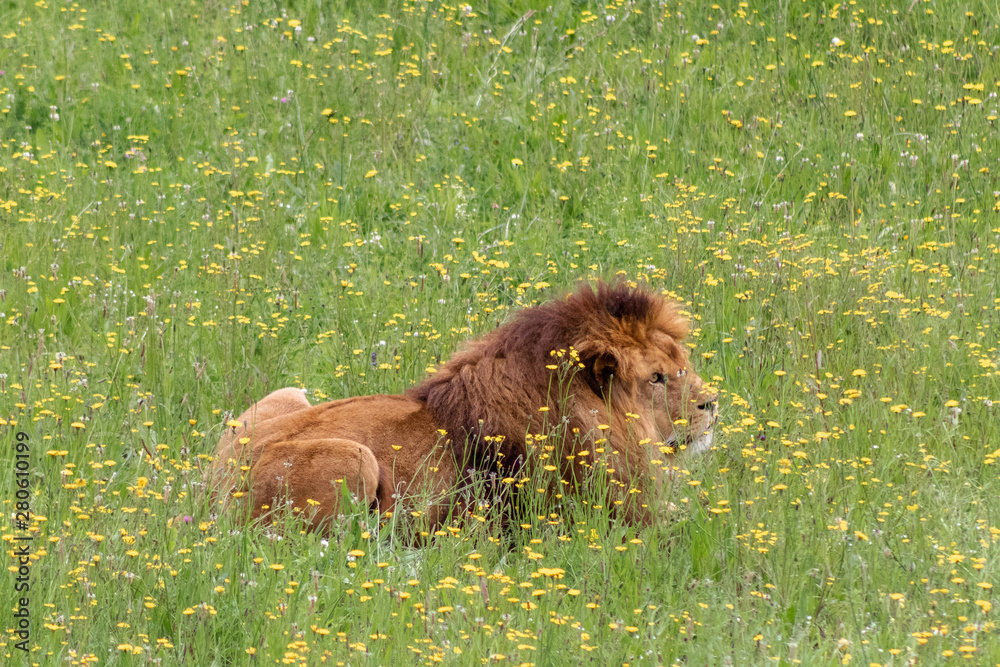 a herd of lions walking and resting through its grassy enclosure a herd of lions walking and resting through its grassy enclosure