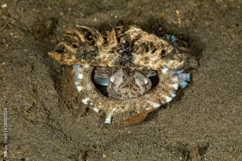 Coconut octopus and veined octopus, Amphioctopus marginatus is a medium-sized cephalopod belonging to the genus Amphioctopus photo