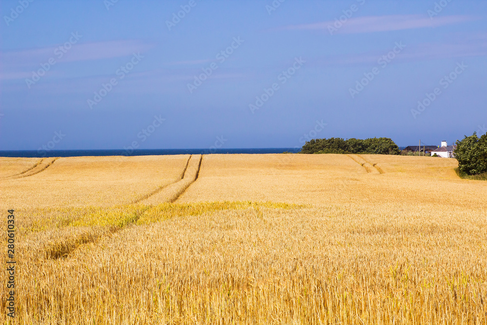 A Field of barley on a coastal farm in Groomsport Northern Ireland