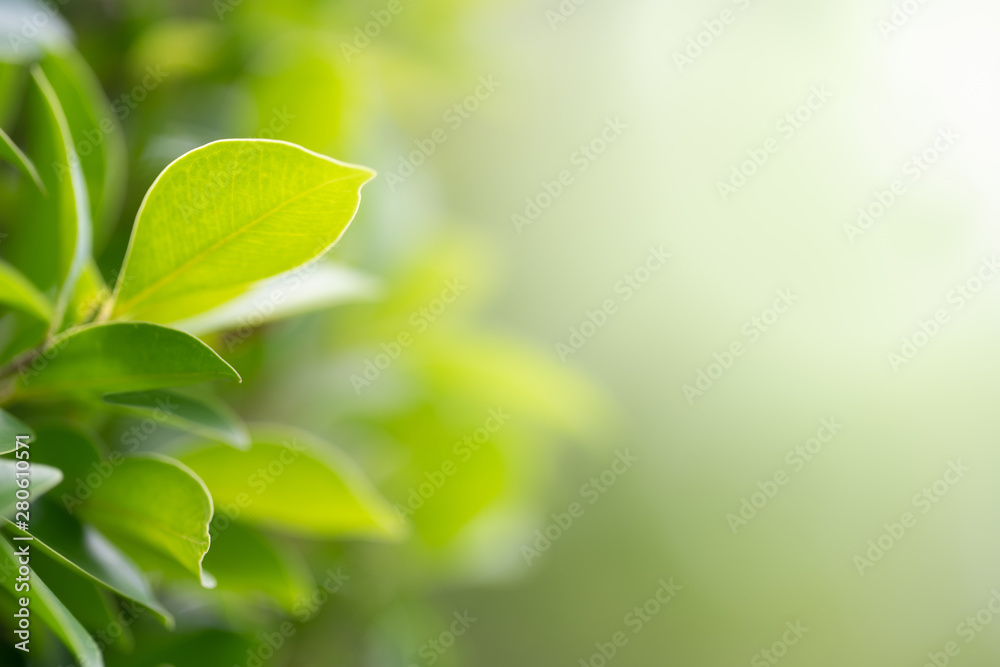 Green leaf on blurred greenery background. Beautiful leaf texture in nature. Natural background. close-up of macro with free space for text. Green leaf on blurred greenery background. Beautiful leaf texture in nature. Natural background. close-up of macro with free space for text.